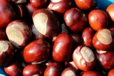 I letos sbírejte kaštany a žaludy, pomůžete lesní zvěři