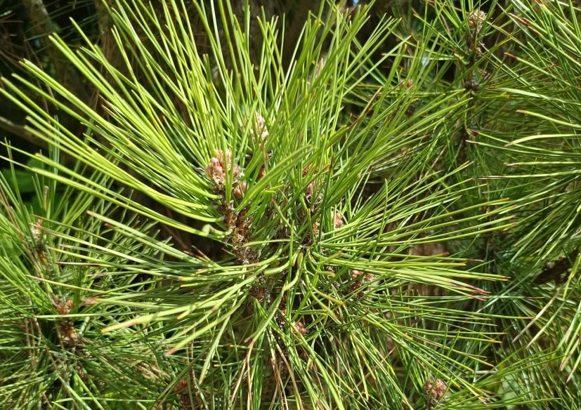Sedmáci z béčka pozorovali jehličnany