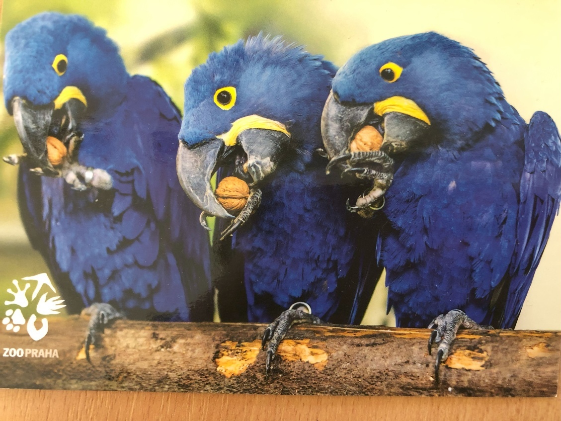 Třeťáci z céčka si užili exkurzi v ZOO Praha